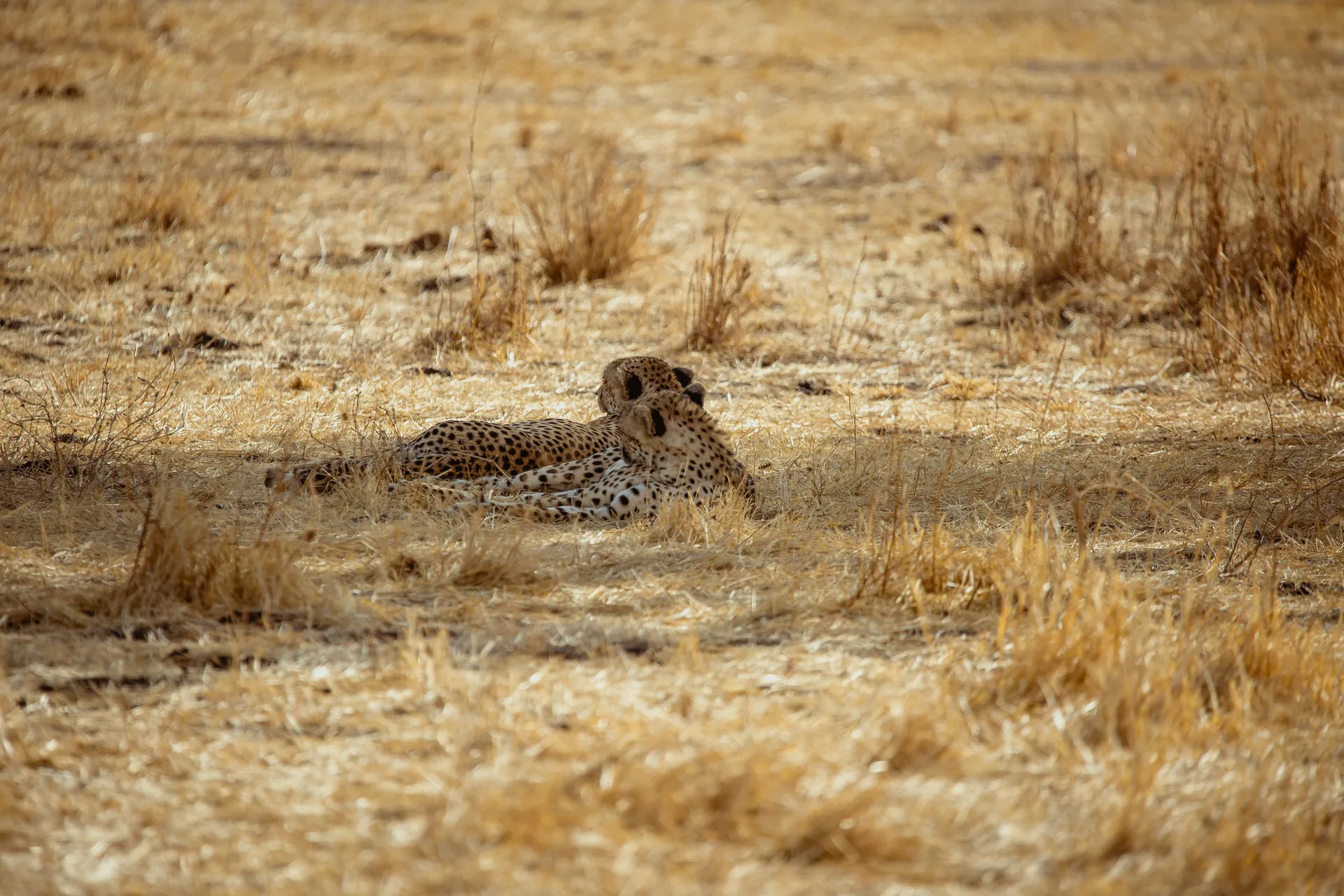 Cheetah resting on an East African safari plain